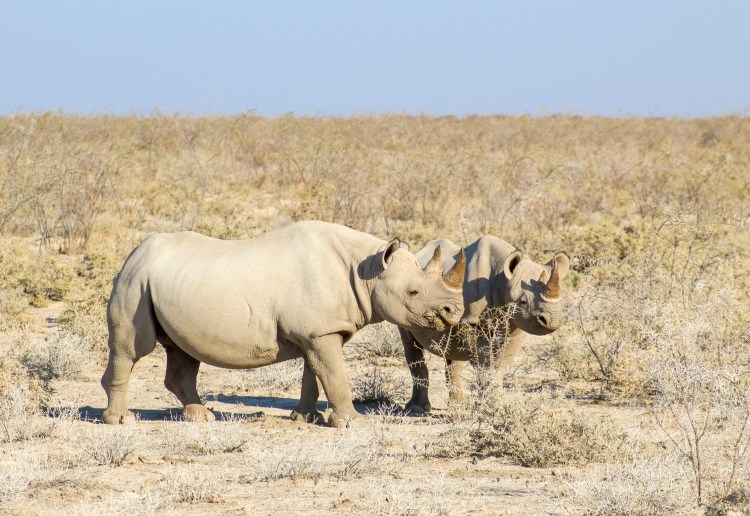 Animals at Etosha