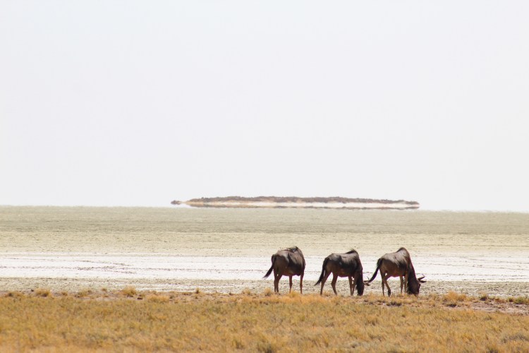Animals at Etosha