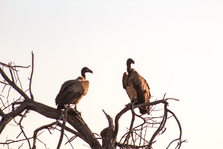 Animals at Etosha