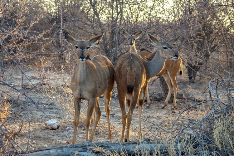Animals at Etosha