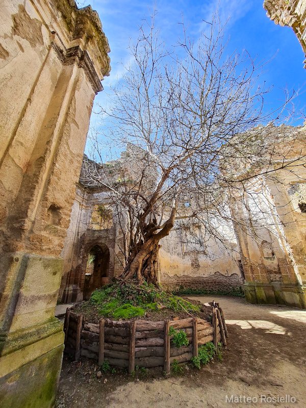Fico Bicentenario nelle rovine