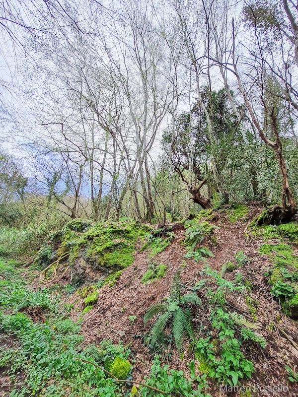 Flora della Riserva Flora della Riserva