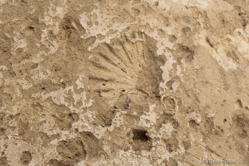 Fossili nei mattoni