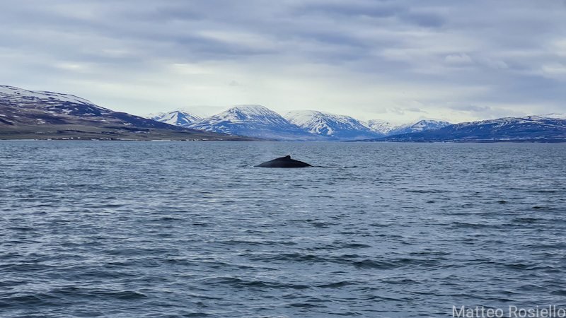 Il dorso e il respiro di una balena avvistata a pochi metri
