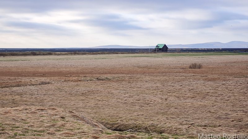 Il morbidissimo manto erboso islandese