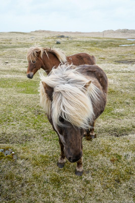Un pettinatissimo cavallo islandese