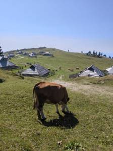 Baite, pascoli, animali